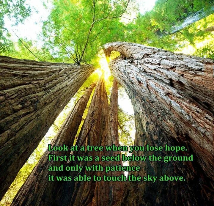 Look at this tree