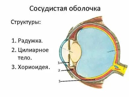 Какой частью оболочки глазного яблока является радужка