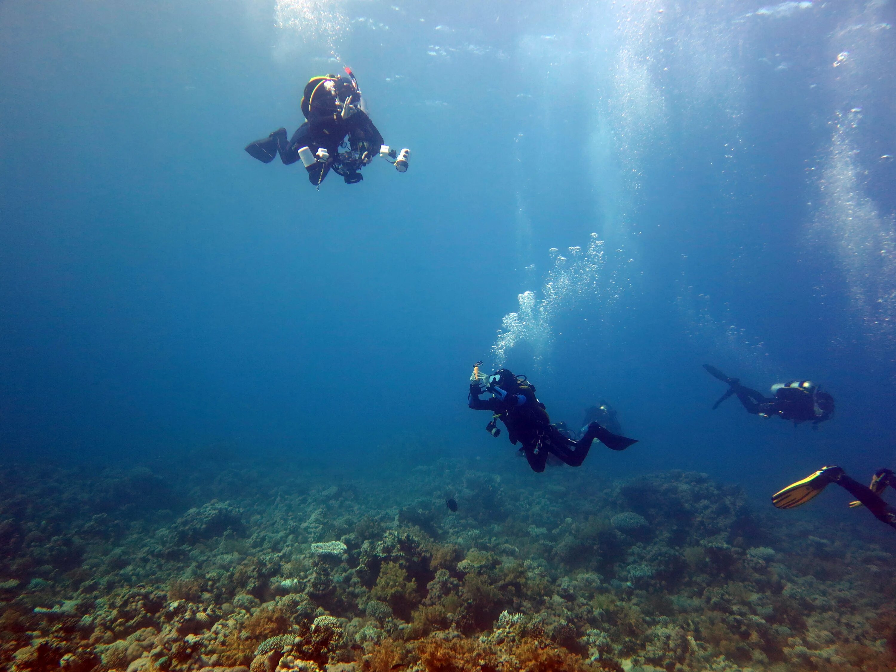 дайв сафари красное море. египет красное море дайвинг. дахаб египет дайвинг. дайверы египет. багамские острова скуба дайвинг.