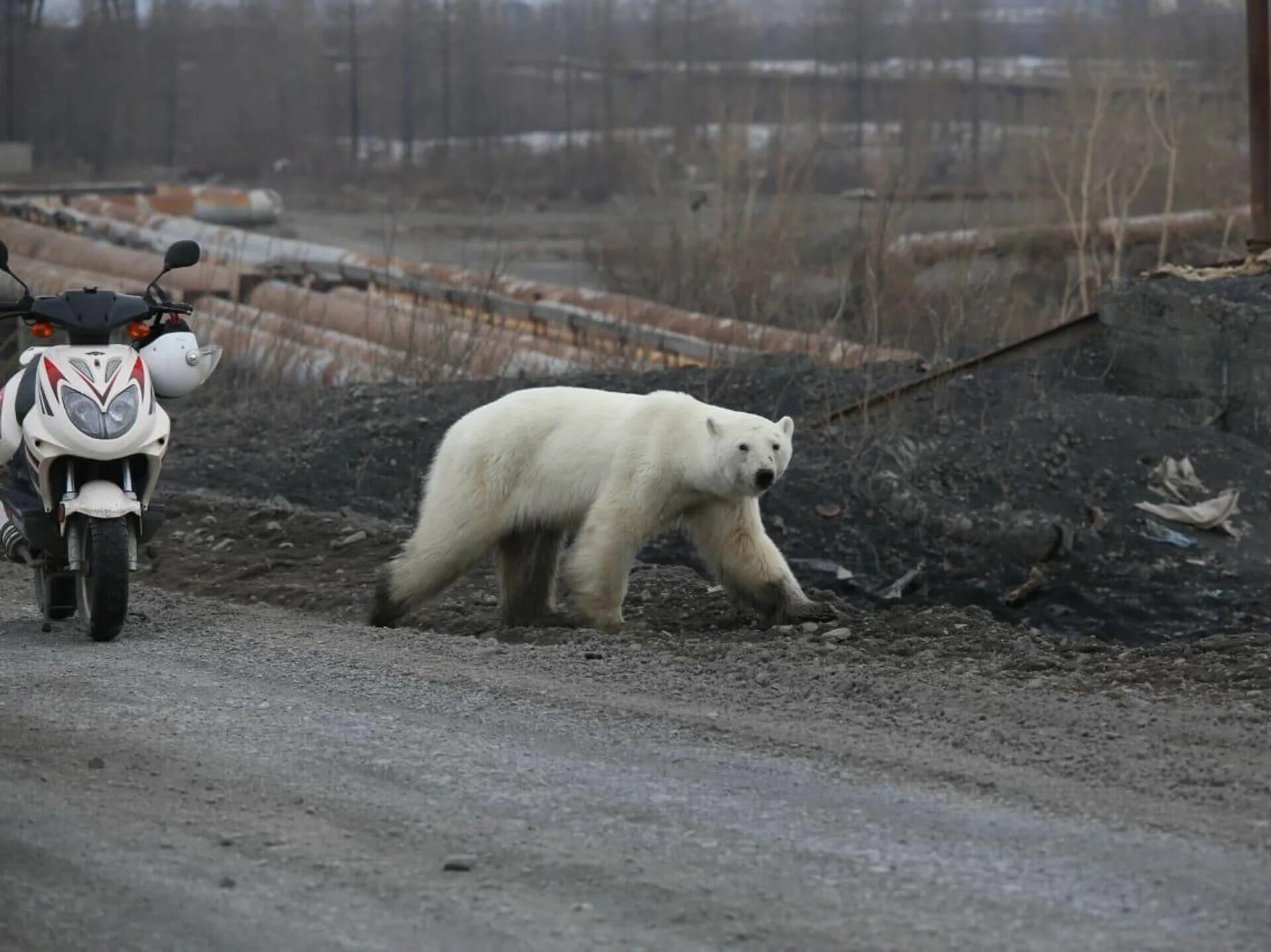 Белый медвежонок норильск. Белый норильск. Белый медведь айка норильск. Белый норильск. Белый норильск.