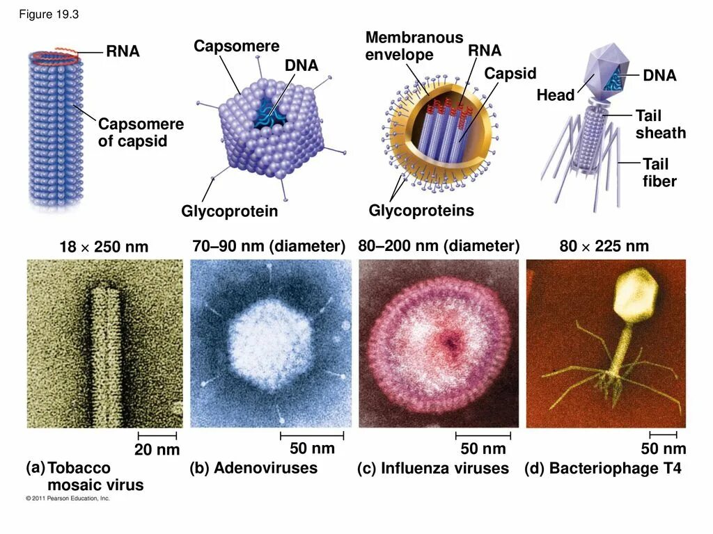 Virus 10. Вирусы по биологии. Вирусы биология 10 класс кратко. Представители вирусов. Вирусы описание и схема.