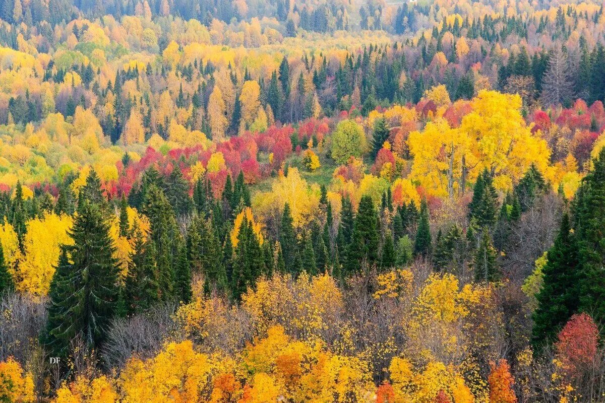 Зона лесов смешанные широколиственные. Финляндия хвойно широколиственные леса. Смешанные и широколиственные леса России. Смешанные и широколиственные леса Северной Америки.