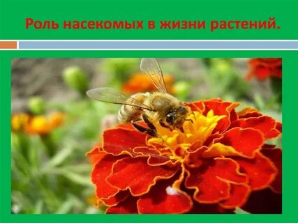 Каково положительное влияние насекомых на жизнь растений
