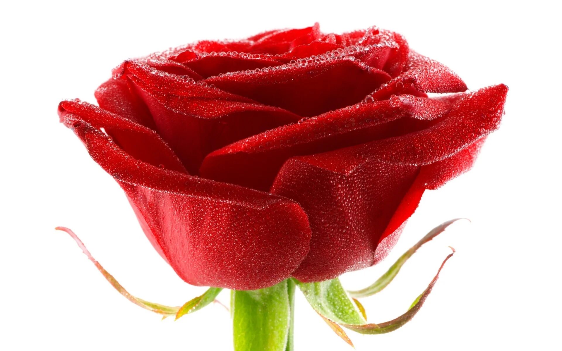 Розочка под. Красные розы. Красные розы на белом фоне. Цветы розы на белом фоне. Бутон красной розы.