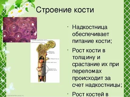 Рост кости в длину обеспечивается