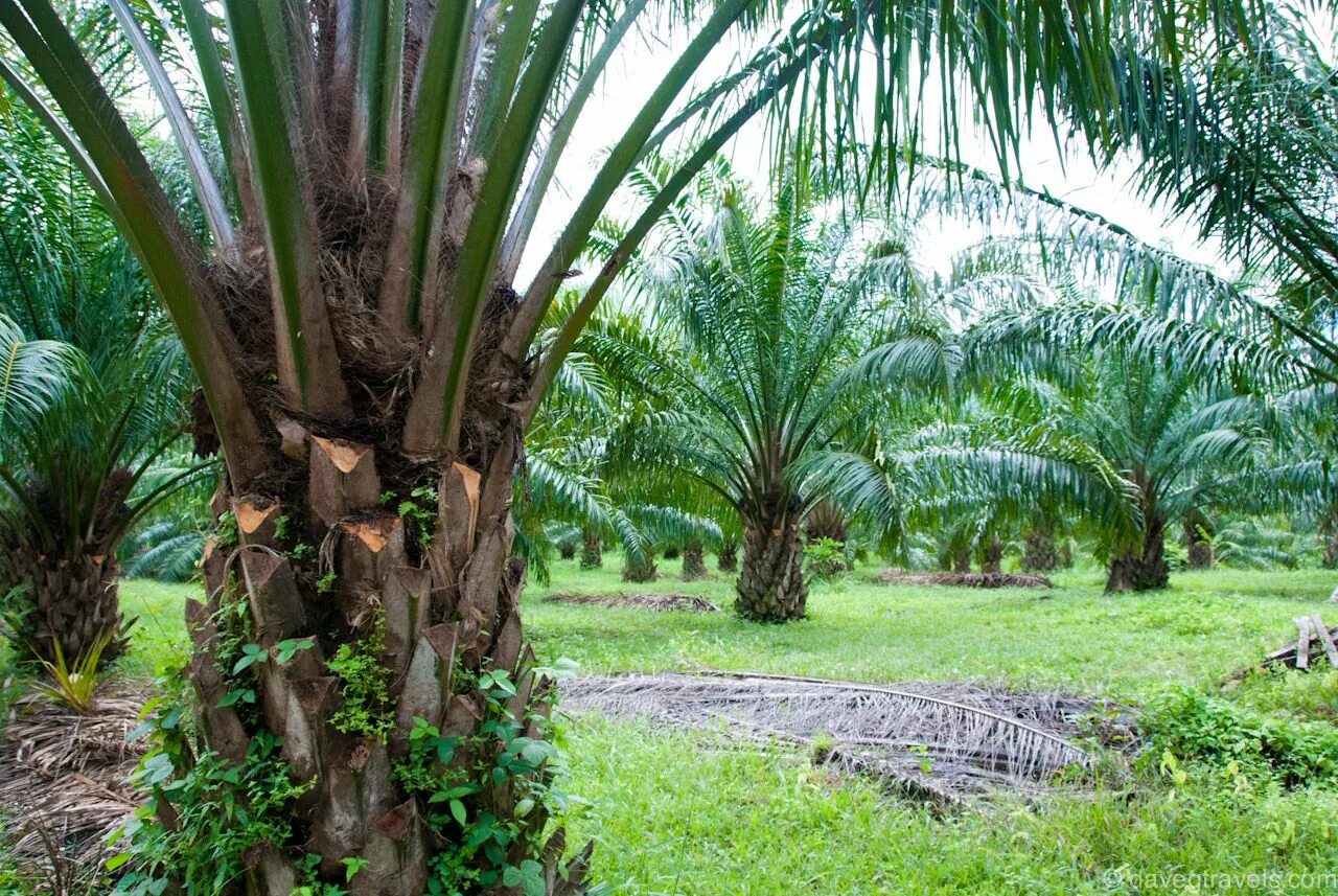 Пальма где растет природная зона. Масличная Пальма в Африке. Масляничная Пальма Африки. Elaeis guineensis. Масличная Пальма (род).