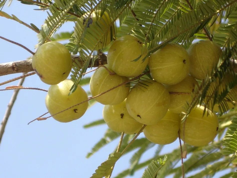 Эмблика (Амла). Амла (Emblica officinalis). Филлантус эмблика. Амалаки индийский крыжовник. Индийский крыжовник