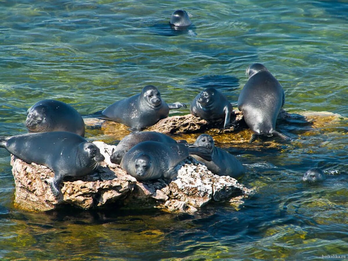 Лежбище нерп ушканьи острова. Байкальский тюлень нерпа. Средняя длина нерпы. Байкальская нерпа красная книга. Байкальский тюлень нерпа.