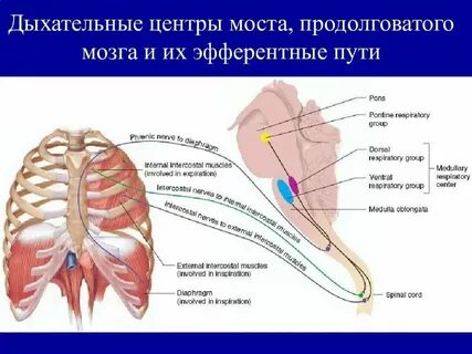 Отдел головного мозга содержащий дыхательный центр