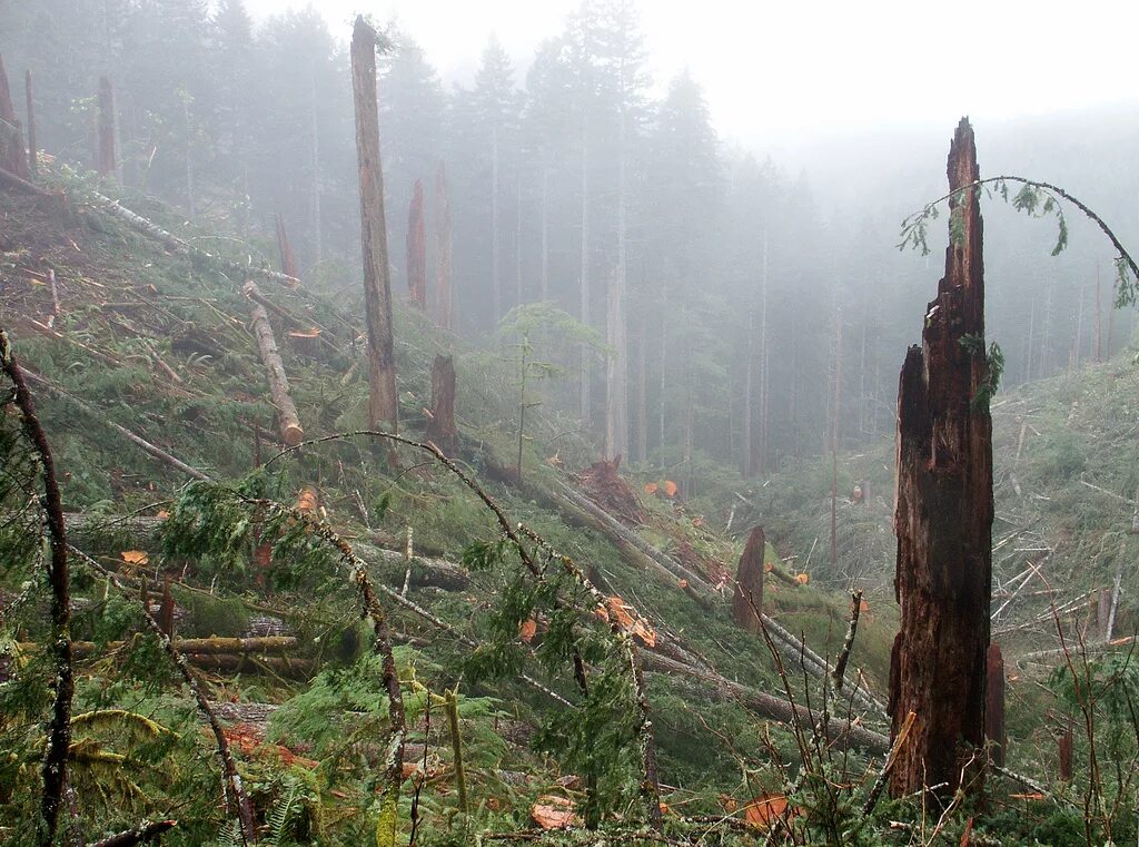 Cut down forest. Cut Forest. .Forrest Cut. Forest are Cut down. Cutting down Forests картинки.