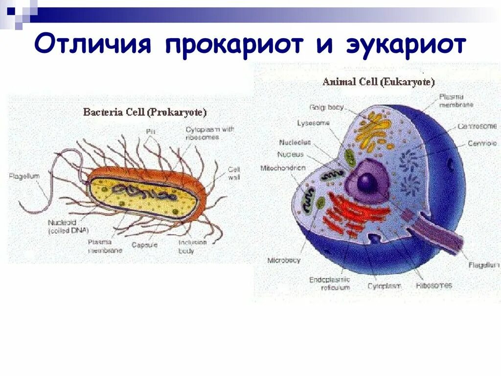 Дайте обозначение прокариоты и эукариоты