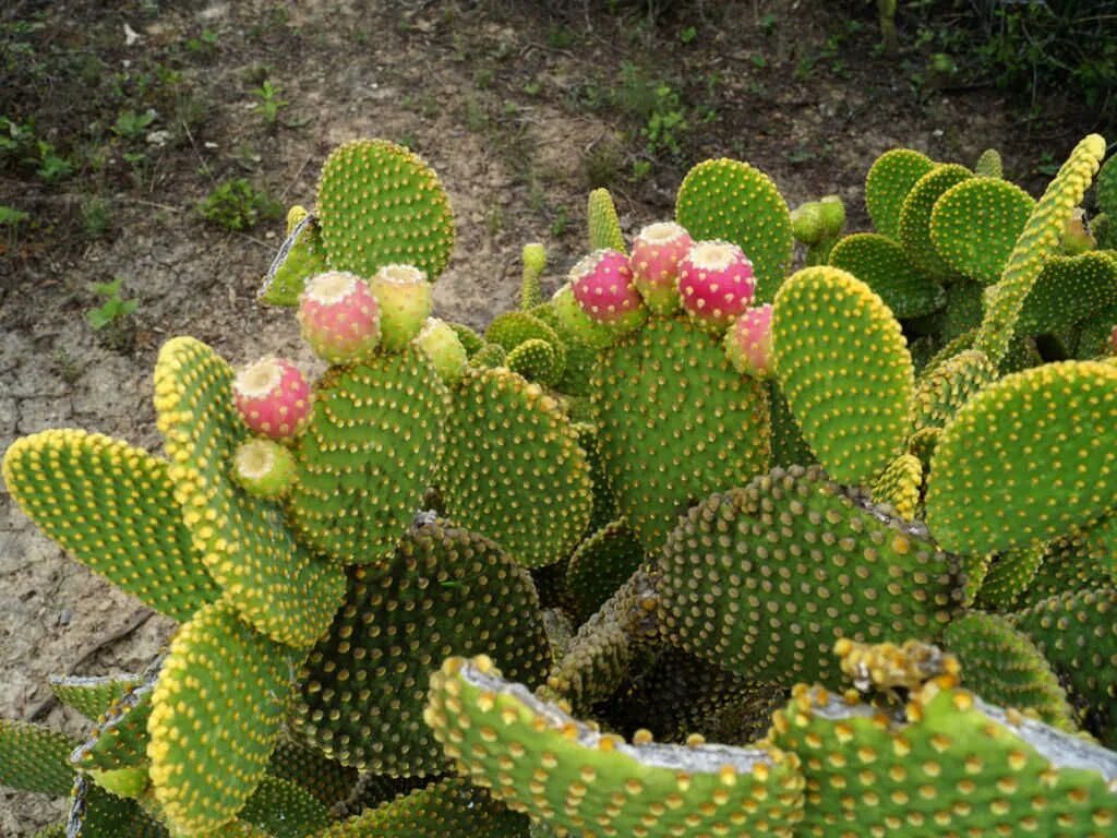 Free Images : flower, produce, botany, flora, caryophyllales, flowering plant, p