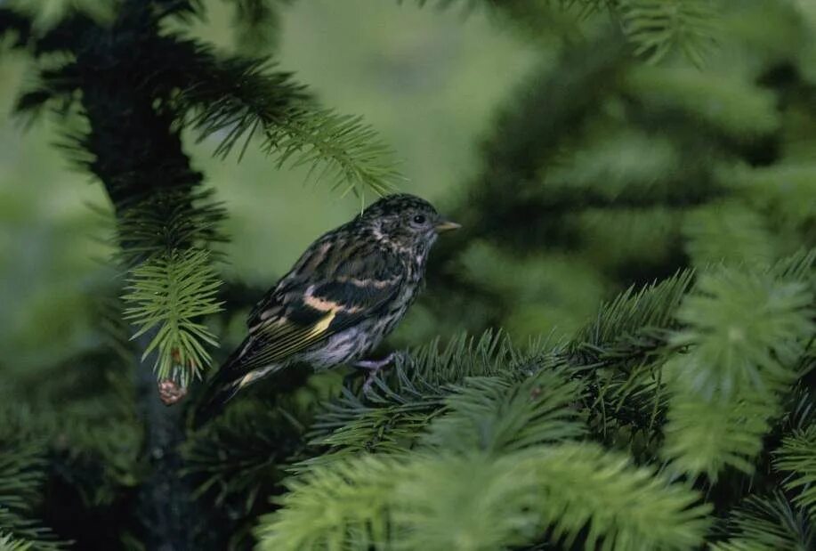 Птицы елового леса. Сибирская лесная сойка. Птицы в хвойном лесу. Птицы леса глухарь. Птицы на хвойных деревьях.