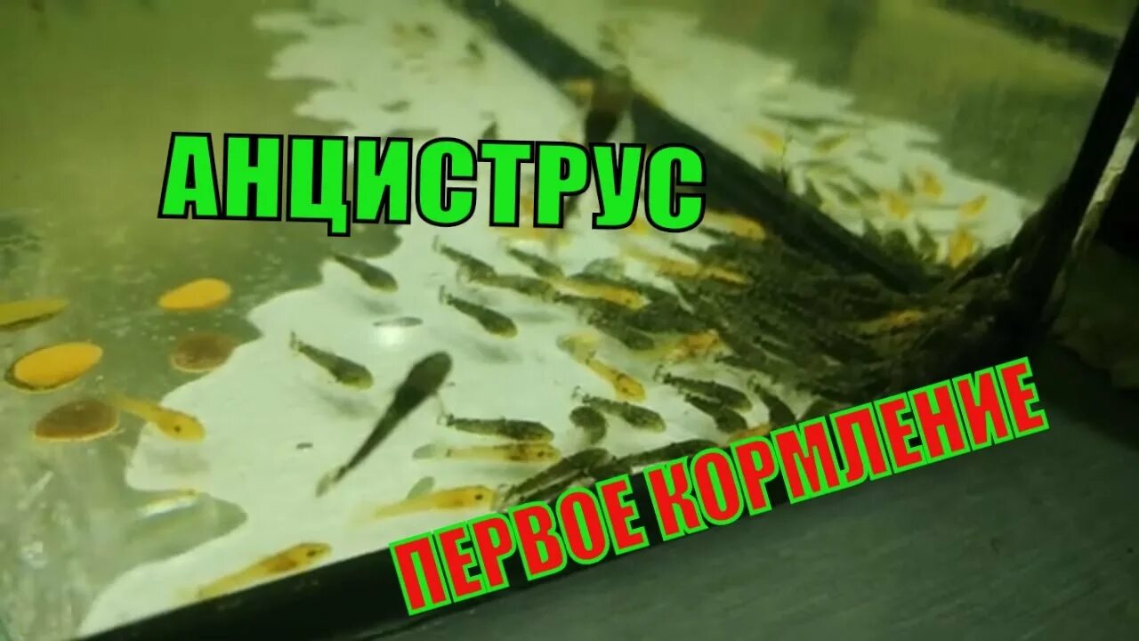 Мальки анциструса в общем. Анцитрусы мальки корм. чем кормить мальков анциструса. когда начинать кормить мальков анциструсов.