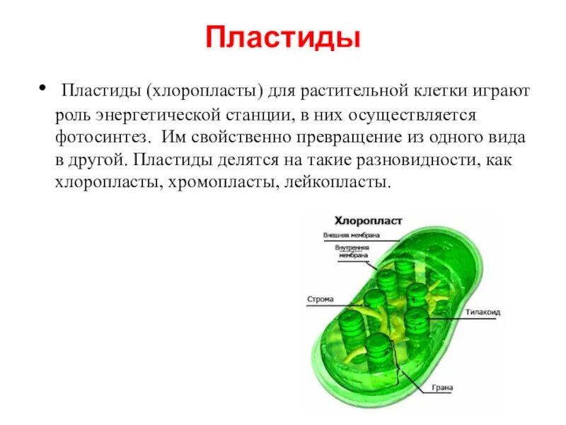 Что делают хлоропласты