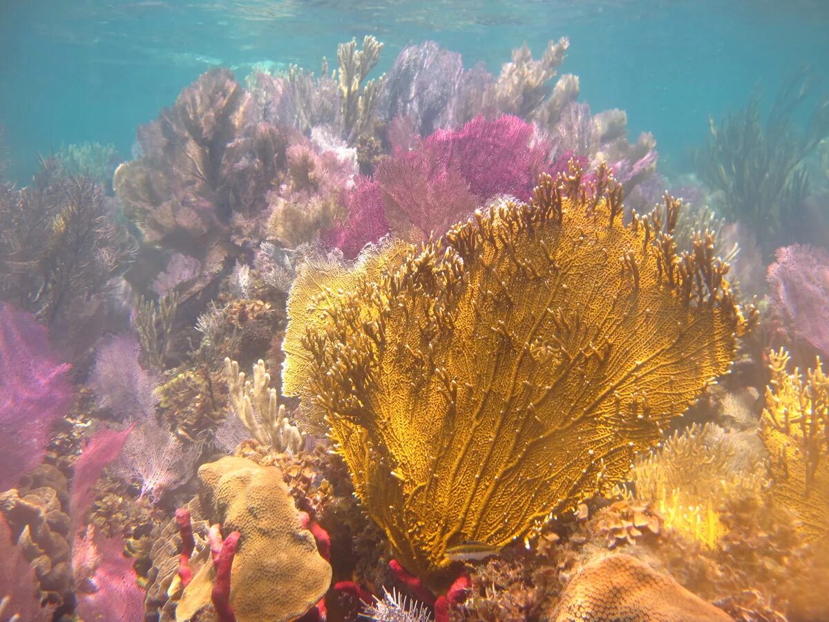 Бурая водоросль (Macrocystis pyrifera),. Морские водоросли ламинария красн. Ламинария красная морская водоросль. Чмек водоросли.