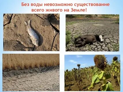 Без чего невозможна жизнь на земле