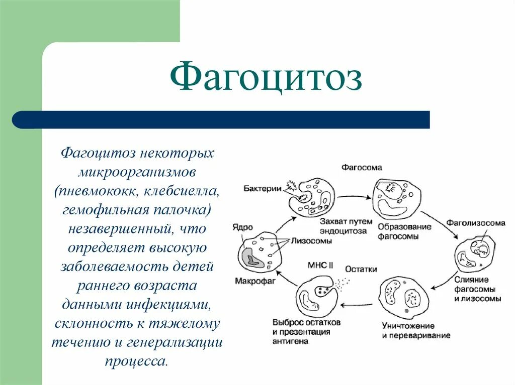 Слияние лизосомы с фагоцитозным пузырьком. Какими форменными элементами осуществляется фагоцитоз?. Фагоцитоз лейкоцитов схема. Стадии фагоцитоза лейкоцитов. Фагоцитоз это процесс поглощения.