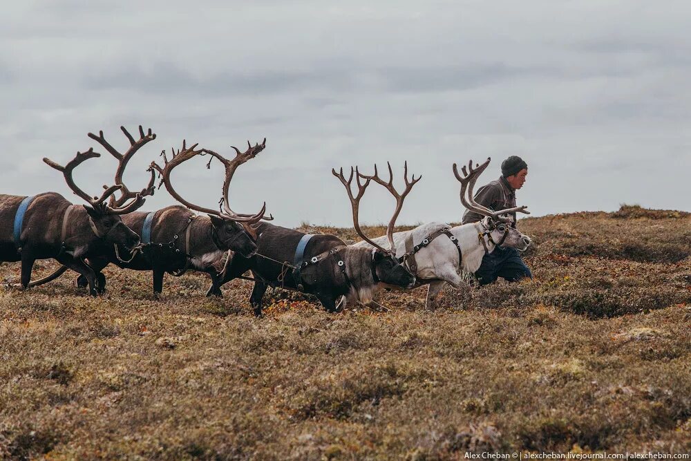 Чукчи в тундре. Северный олень в лесотундре. Оленеводство в тундре. Традиционные занятия ненцев. Стойбище оленеводов в тундре.