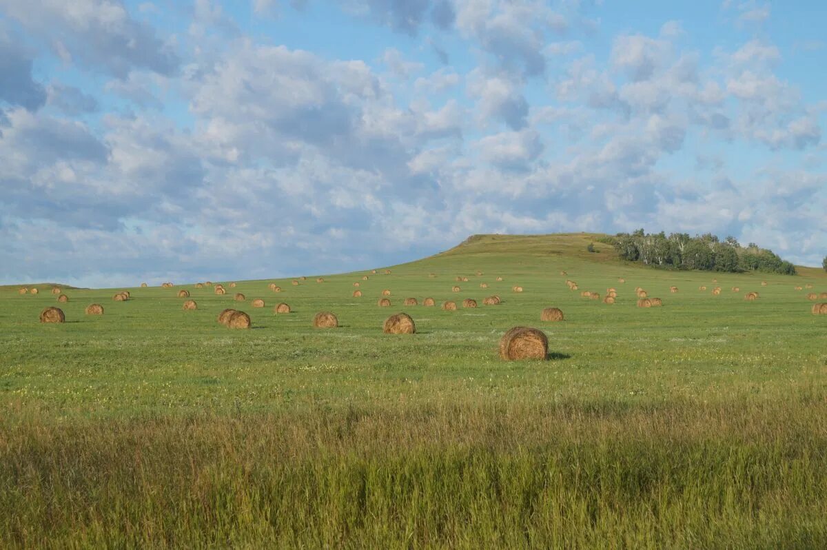 природа хакасии степи. музей заповедник казановка хакасия. сельское хозяйство хакасии. хакасия земледелие. скотоводство в хакасии.