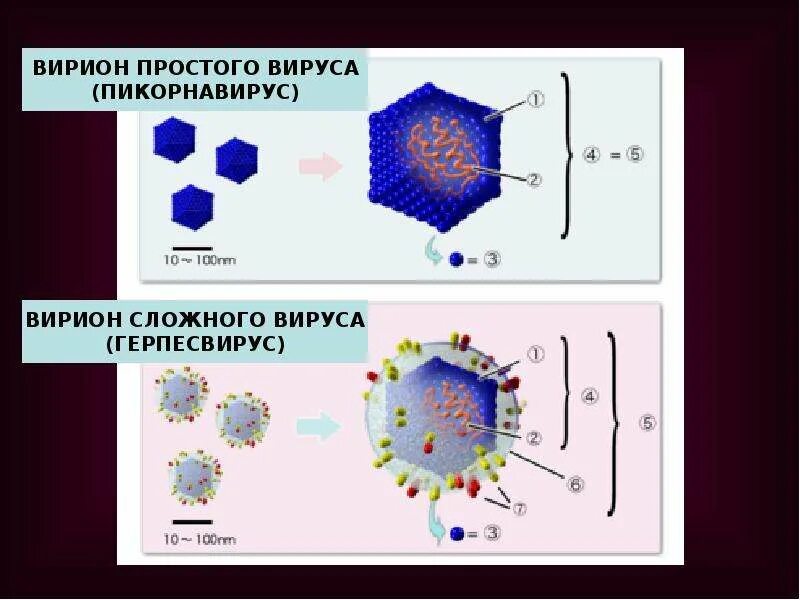 Как устроены простые вирусы. Презентация на тему герпес. Сложные вируча строение. Строение вирусной частицы. Как устроены вирусы биология.