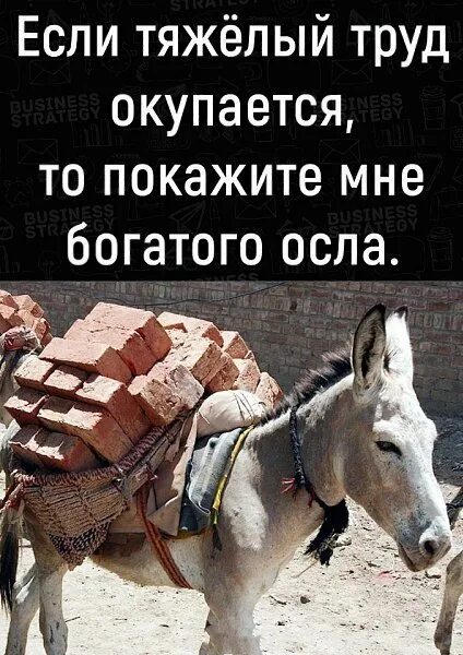 Хочу работать лошадь. В колхозе работала лошадь. лошадь председателем так и не стала. лошадь в колхозе работала больше. лошадь трудилась больше всех в колхозе.