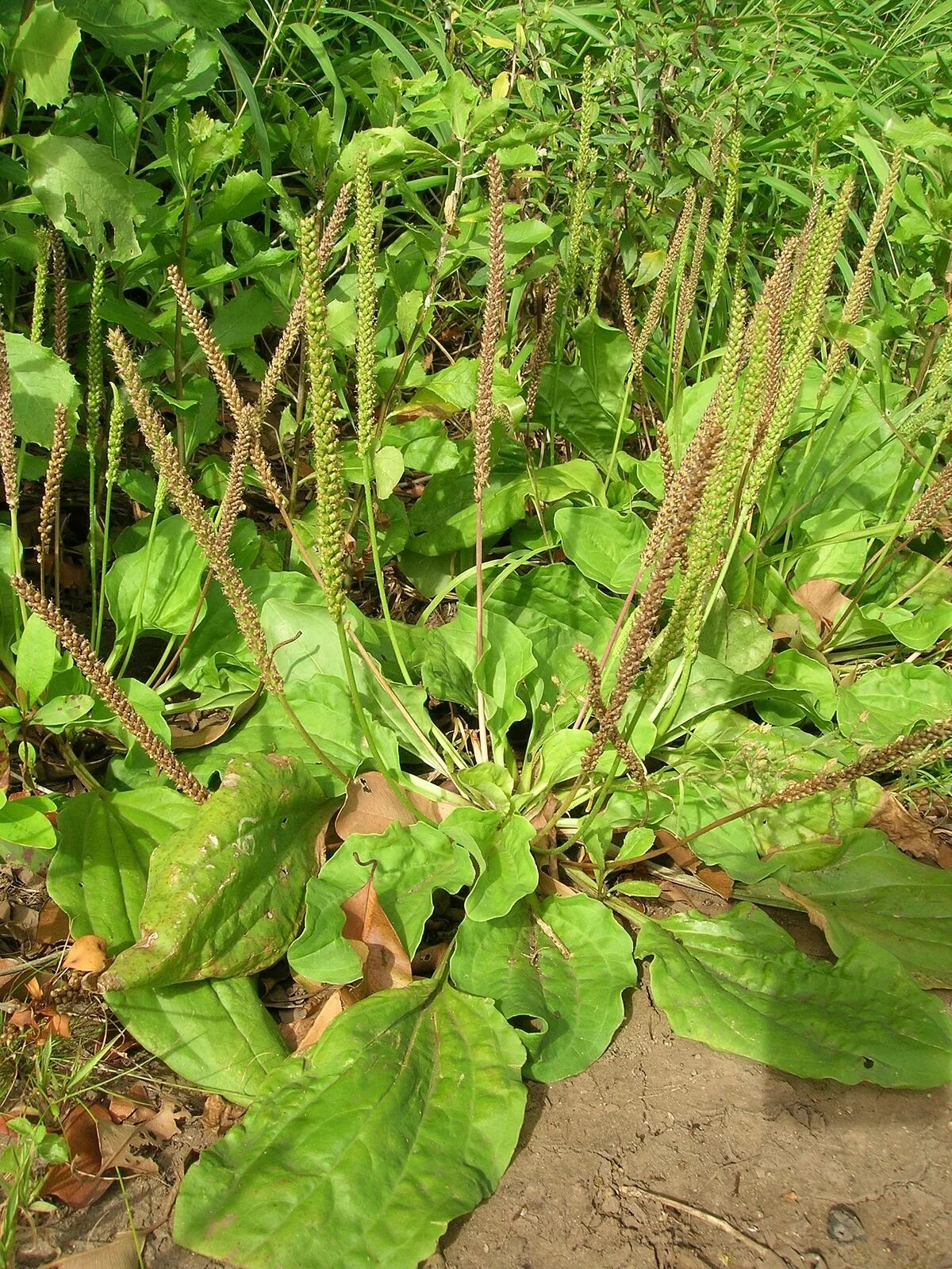 Подорожник подорожниковые. Plantago major. Подорожник (plantago l. Подорожник плантаго. Подорожник многолетний.