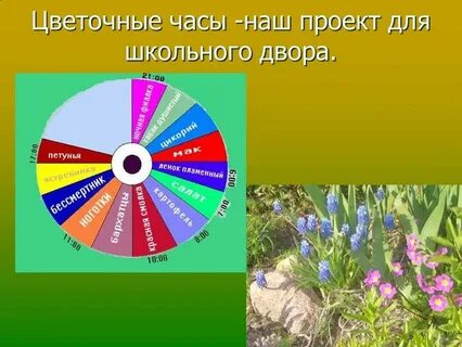 Цветы часы растения