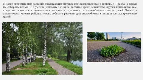 Растения города презентация