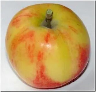 Яблоня шафранная