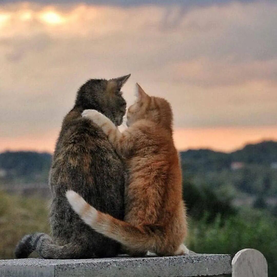 Кошачья любовь весной. Котики обнимаются. Любовь про котиков. Поцелуй котика. Любовь про котиков.