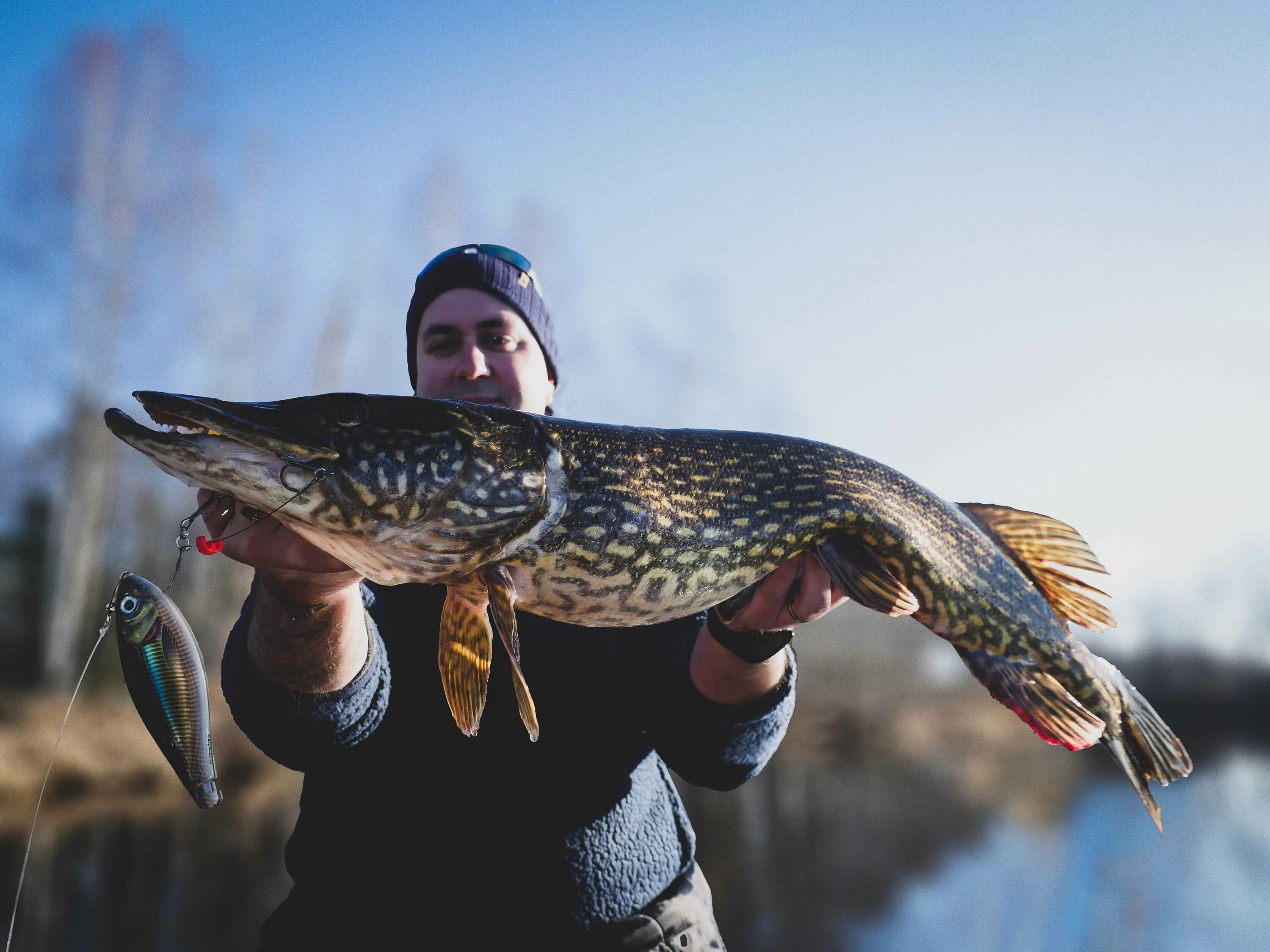 Щука Енисейская. Щука обыкновенная. Рыба щука Esox Lucius. Рыбалка на щуку. Песня щука