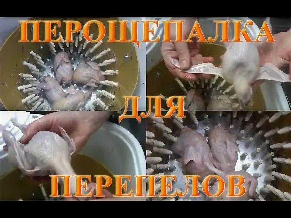 Попал как в ощип. Ощипывание кур оборудование. перосъемная машина принцесса для перепелов.