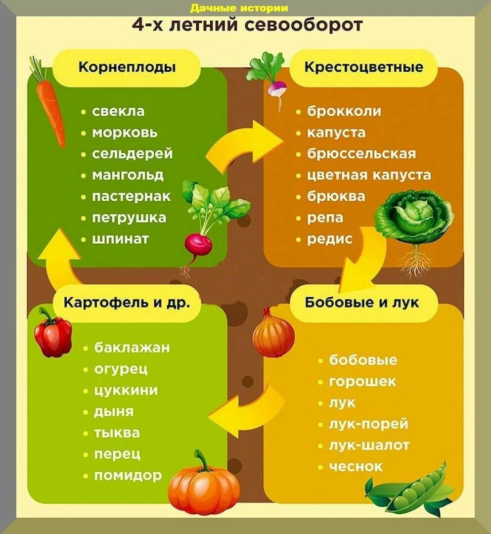 Примеры посадки овощей. Схема севооборота на дачном участке на 4 года. Севооборот на огороде таблица посевов. Чередование посадок овощных культур таблица. Посадка овощей предшественники таблица.