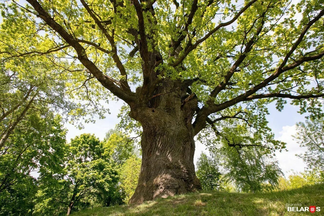 Беловежская пуща дубы. Белорусский дуб. Пожежинский царь-дуб. Белорусский дуб. Дубы белоруссии.