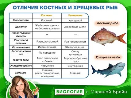 Класс признаки и представители рыбы таблица