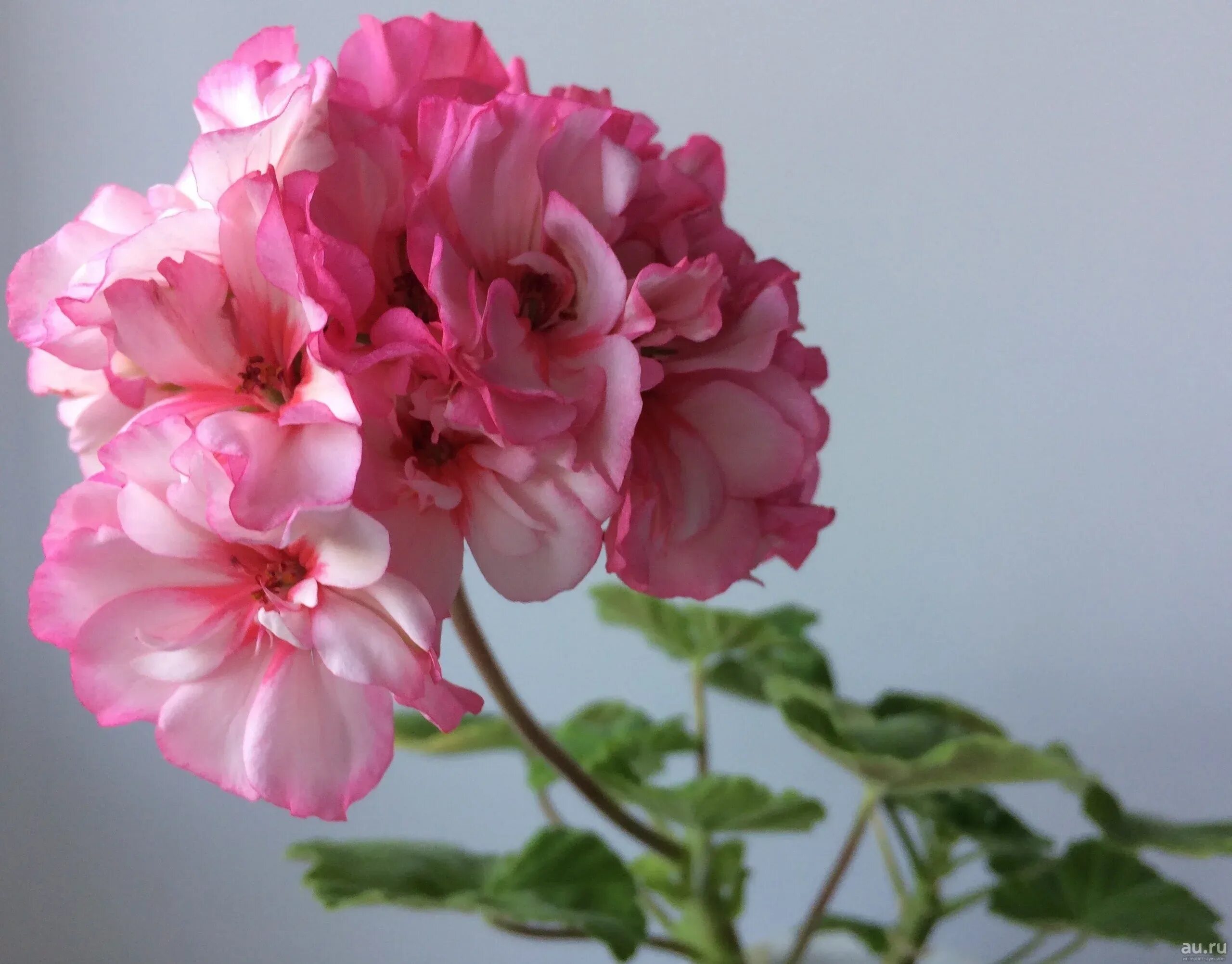 Geranium Care Guide: Four Types of Geraniums and How to Care for Each