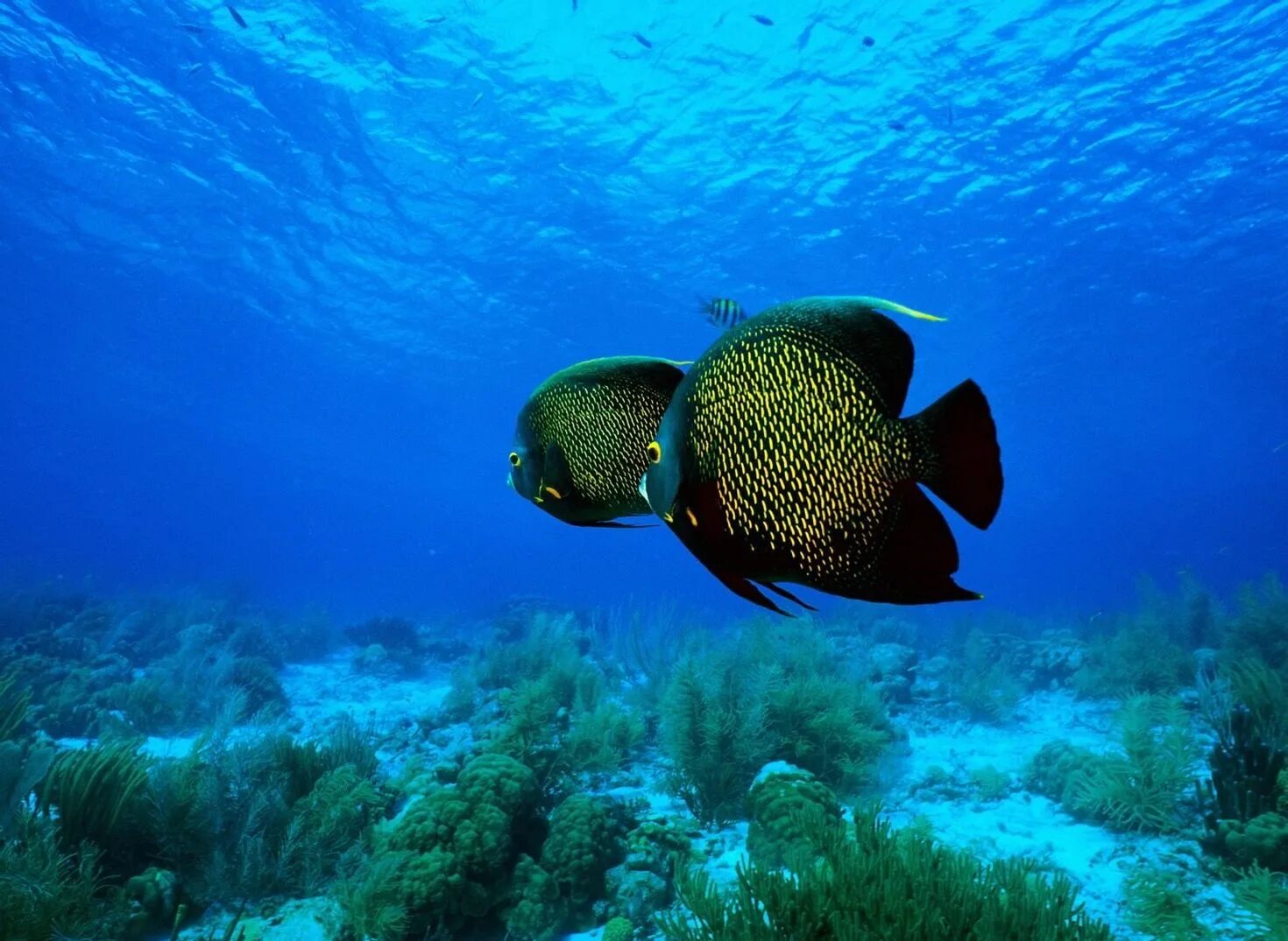Подводный мир. Рыбы в океане. Подводный мир океана. Подводные животные. Морские рыбы в океане