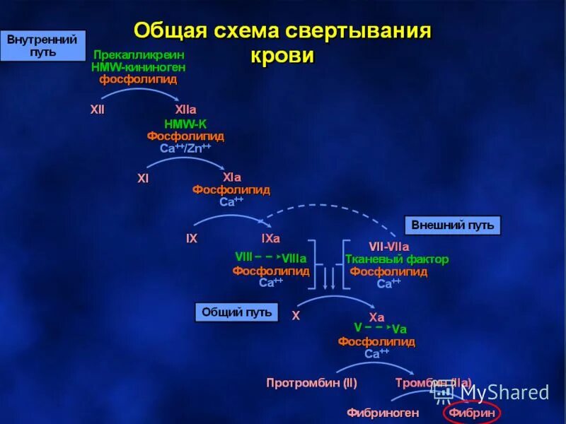 Гемостазиология