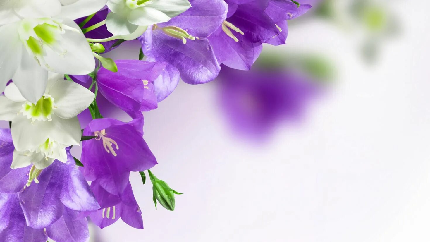 Весенние цветы картинки с надписями. Колокольчик Кампанула Lilac. Колокольчик Кампана Lilac. Колокольчик Кампанула фон. Букет колокольчики Кампанула.