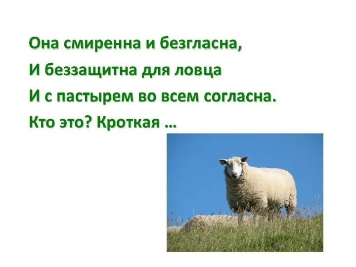 Загадки о дом животных. Загадки о животных. загадки про животных для детей. домашние животные загадки для детей.