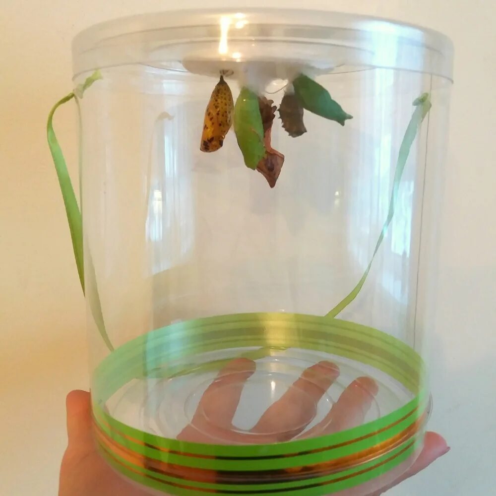 Бабочкарий ферма. Бабочкарий с куколками. Бабочкариум флай флай. Мини ферма бабочек. Тропикарий ферма бабочек.