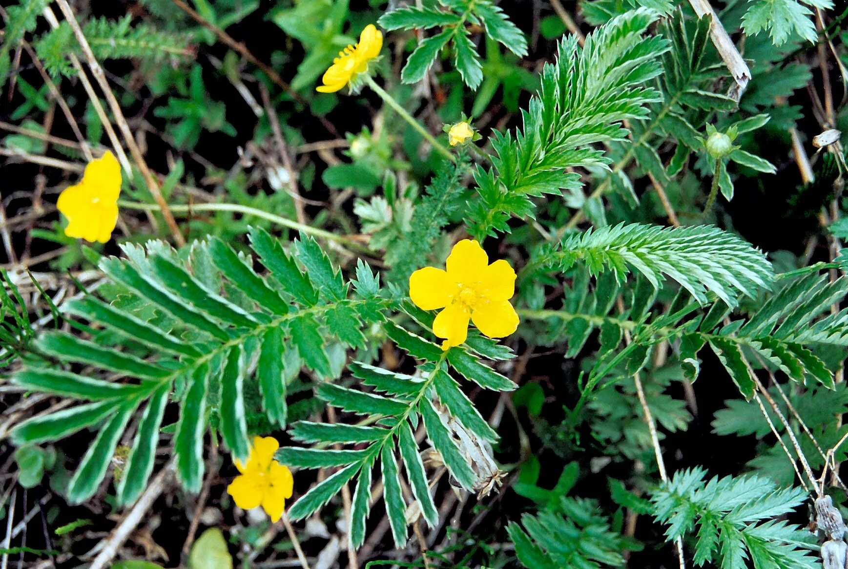 Лапчатка гусиная. Лапчатка гусиная (Potentilla anserina). Лапчатка гусиная лапка. Лапчатка гусиная (Potentilla anserina l.).