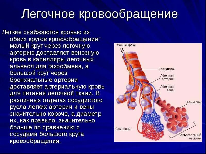 Особенности легочного кровообращения. Легочное кровообращение. Легкие кровообращение. Бронхиальные артерии и вены. Кровообращение легких схема.