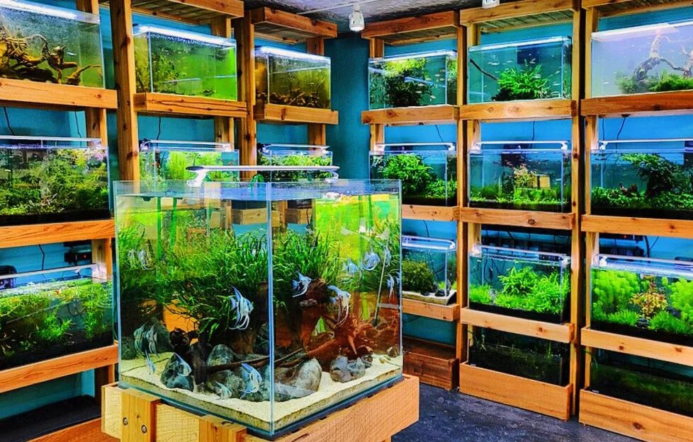 Продать аквариумных рыбок. Рыбки для аквариума. Стеллаж для аквариума. Красивые аквариумы с растениями. Стеллаж с аквариумами в квартире.