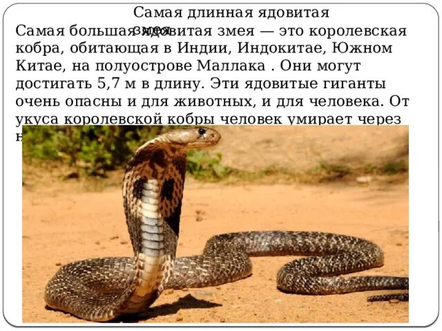 Королевская кобра ядовитая. Самая большая змея в мире анаконда анаконда. Королевская анаконда змея. Река амазонка змея анаконда. Королевская кобра гамадриад.