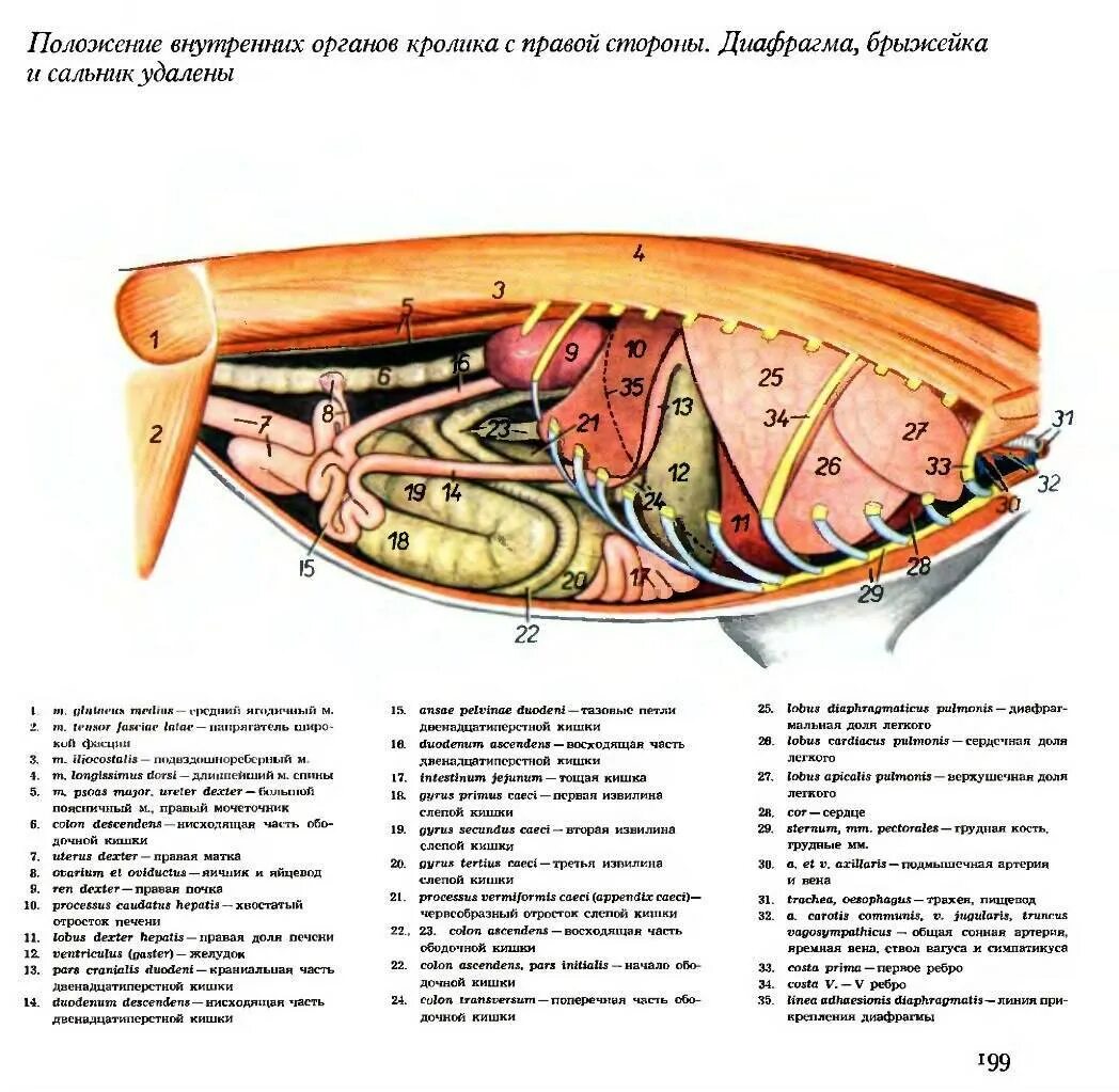 Внутреннее строение кролика. Топография внутренних органов кошки. Топография внутренних органов собаки. Топография внутренних органов свиньи. Строение внутренних органов кота брюшная полость.