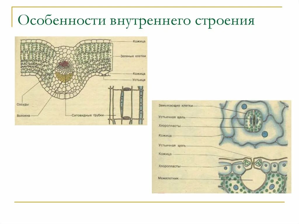 Рабочий лист биология 6 класс строение клетки. Строение кожицы листа клеточное строение листа. строение кожицы листа 6 класс. клеточное строение листа 6 класс биология презентация. клеточное строение листа 6 класс биология.
