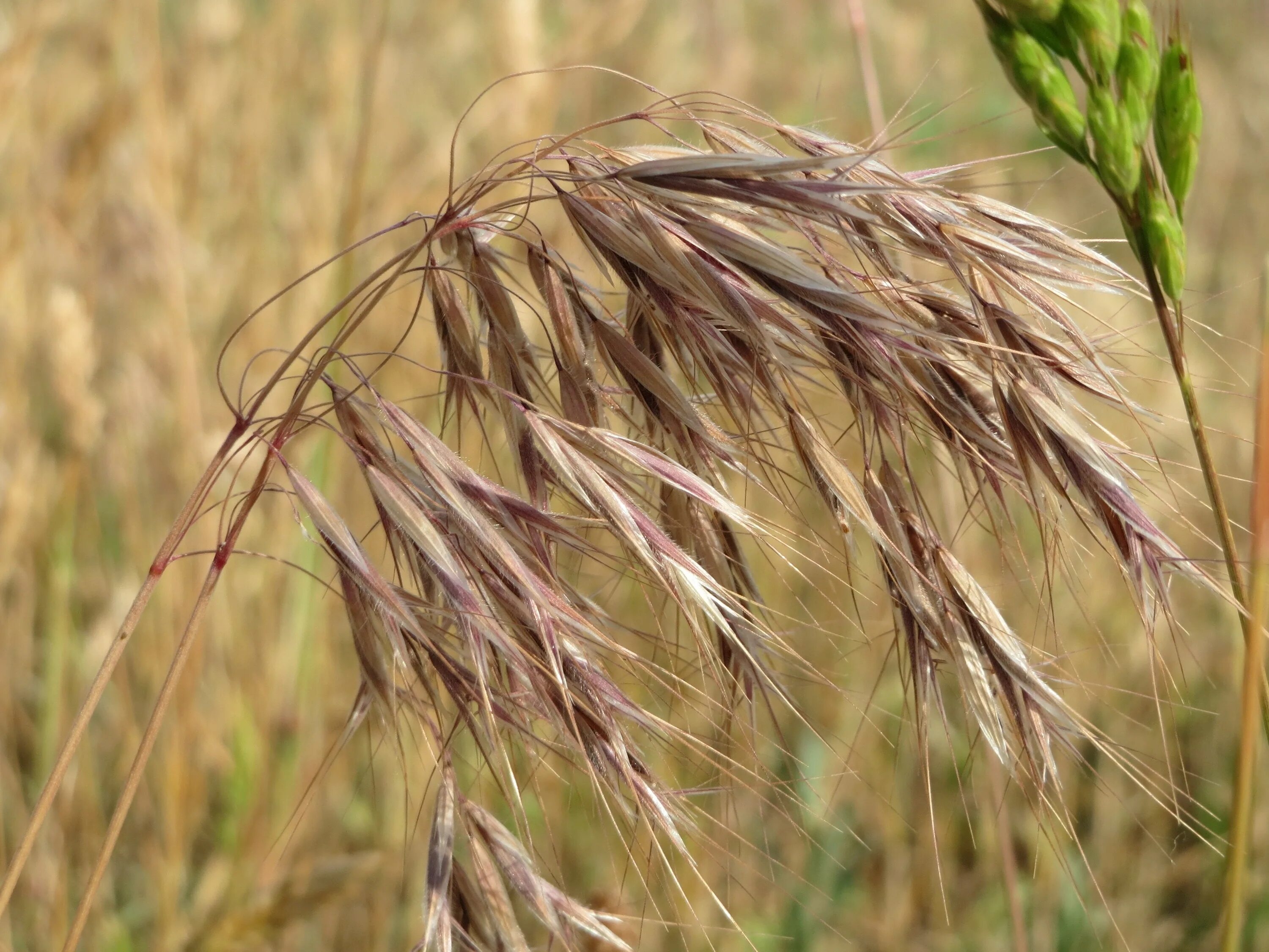 Костер полевой. Кострец безостый. Кострец безостый Bromus inermis. Костёр ржаной (Bromus secalinus). Кострец ржаной сорняк.