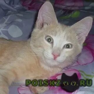 Кот березовский свердловская область
